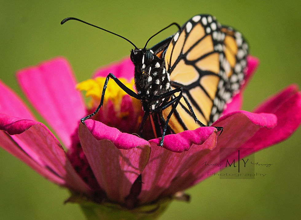 Monarch Butterfly on bright pink zinnia flower