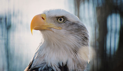 Bald eagle AAA_0837ew.jpg
