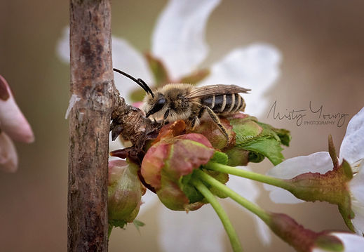 Native Bee on cherry blossom