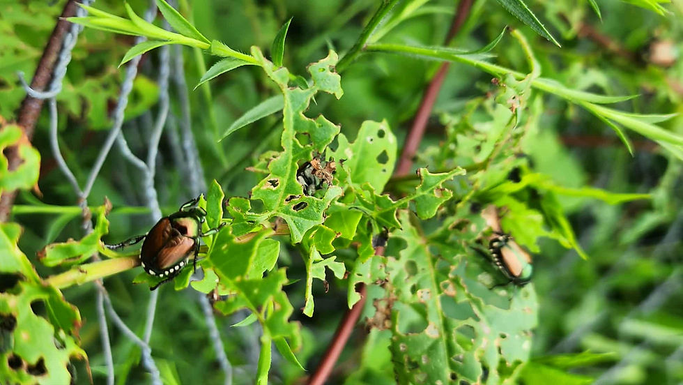 Japanese Beetles feeding on a non native vine