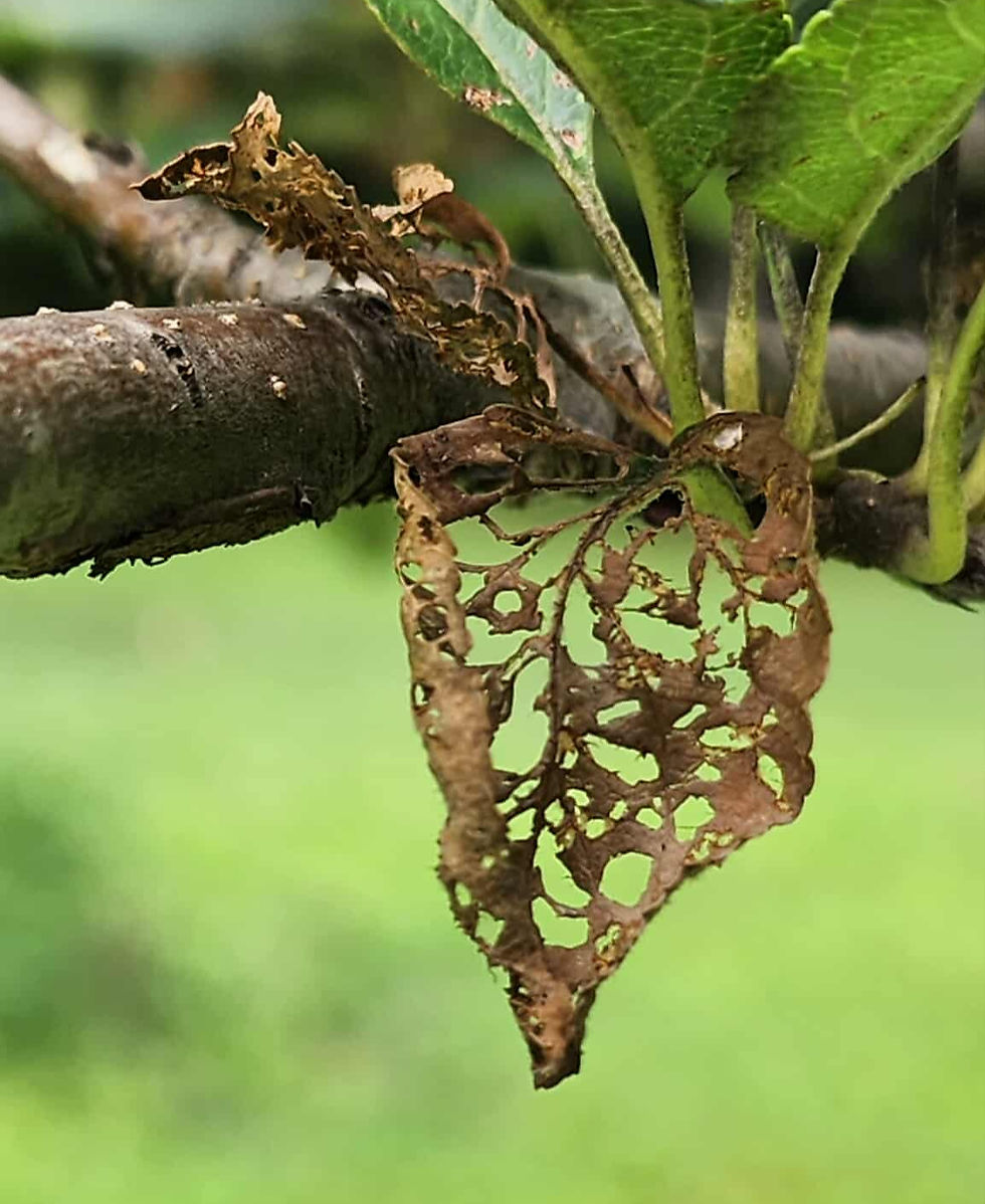 The damage caused by Japanese Beetles