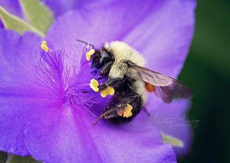 native bumblebee on spiderwort flower
