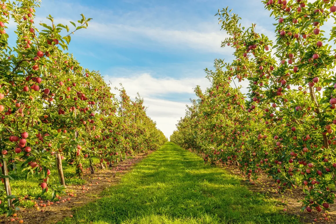 manzanas-puebla-fabrica-cultivo-huerta-dinosaurio.webp