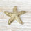 Miniatura: Modelo SOL195 Estrella de mar grande