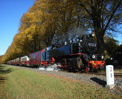 Molli im Herbst an der historischen Lindenallee - Dammchaussee