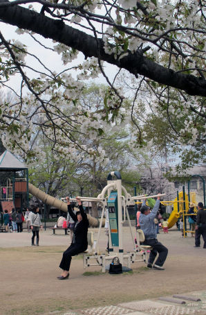 cherry blossom season