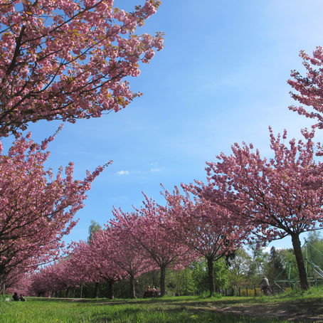springich