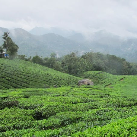 munnar; trekkin’ through tea