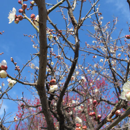 plum blossom festival