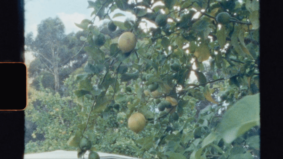 lemon tree on super 8mm film by broome wedding videographer tarna watersp 3-2.gif