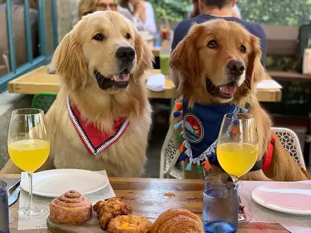 Dine With Your Dog In San Luis Obispo