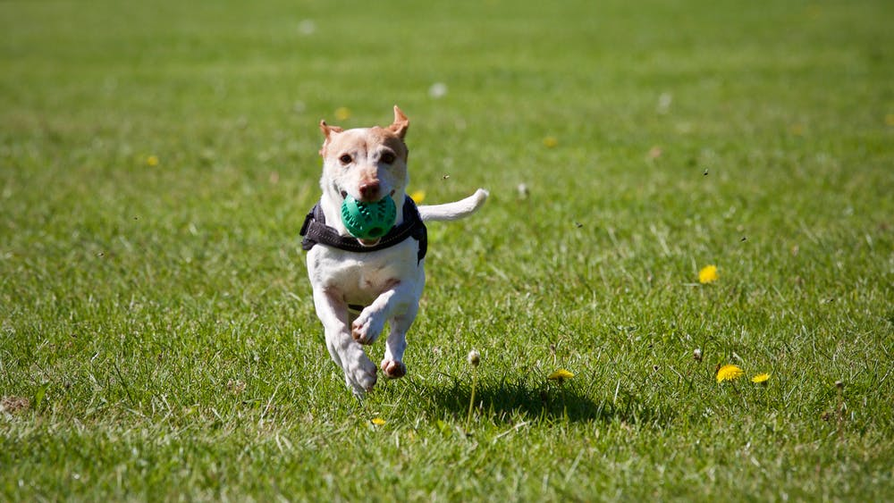 What Ball Chasing is Really Doing for Your Dog's Health
