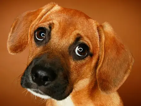 The History of Heart-Melting Puppy Dog Eyes
