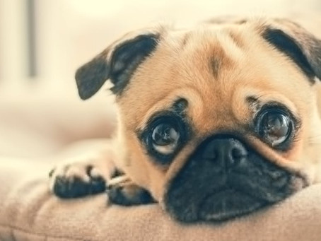 4 Tips to Ease Your Dog Into Back-to-School
