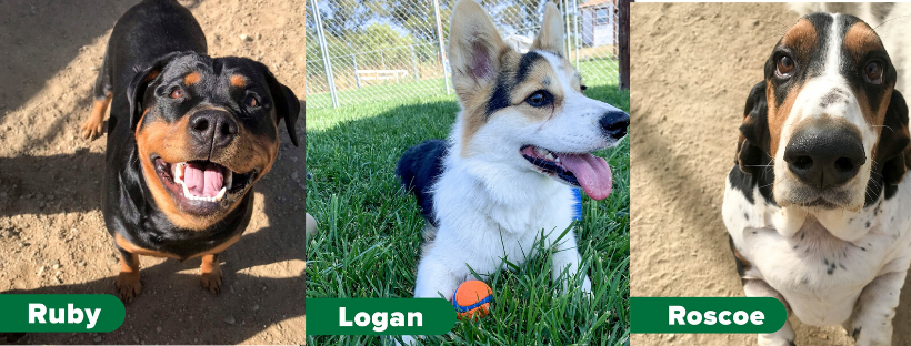 akc dog breed selector