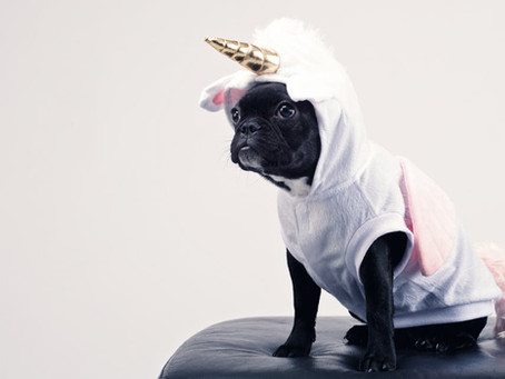 Halloween Training Tips: Stop Barking at the Doorbell