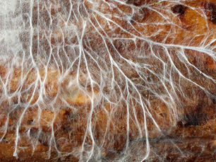 MycoRemediation: Leveraging Fungi to sequester Heavy Metals