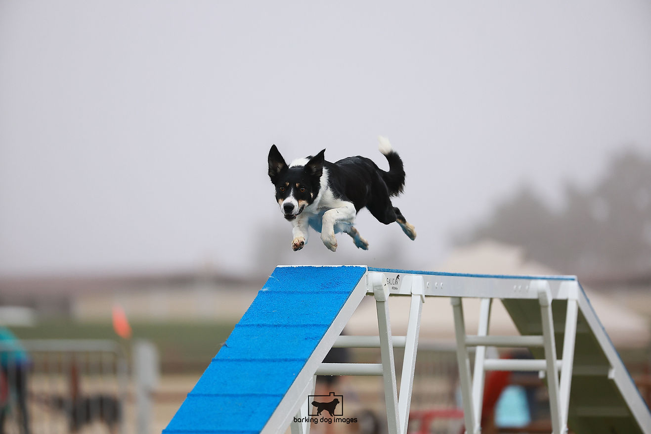 Juniper_Levy_Sat_MasAgility_RNR0988.jpg