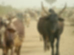 vaches CMR 2