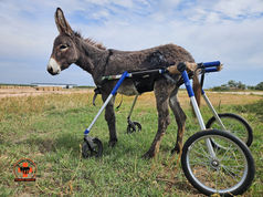 Peaceful Valley Donkey Rescue conmemora el Día Mundial del Burro compartiendo una historia de resiliencia