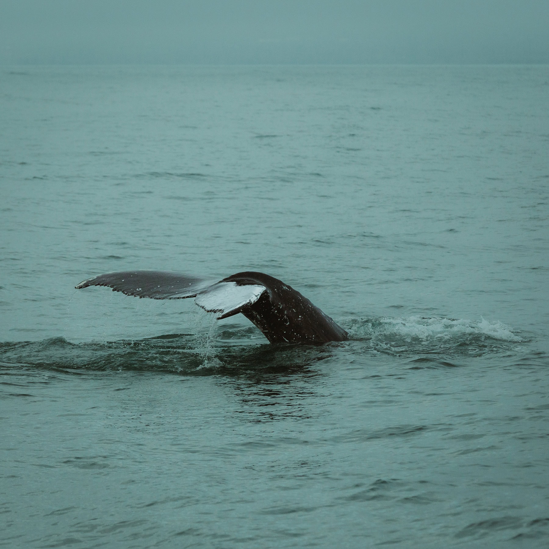 Captured by Hafenliebe Wedding Photography: The scene you described sounds incredibly picturesque and romantic. The presence of a whale's tail fluke adds a touch of natural wonder to the Iceland elopement setting. The calm, gray-green ocean paired with the overcast sky creates a serene atmosphere, perfect for an intimate ceremony. The ripples around the fluke bring life to the stillness of the water, symbolizing both movement and peace in this unique moment. It’s as if nature itself is celebrating along with the couple.