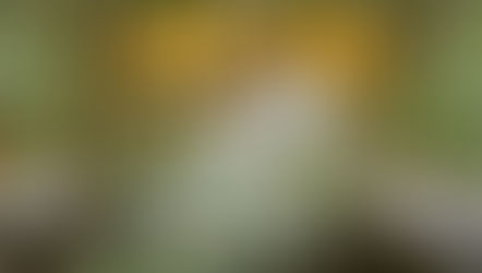 Casamento Comunitário