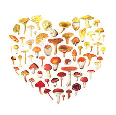 mushroomlove.jpg