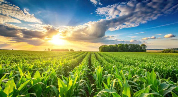 Beautiful CornField.jpg