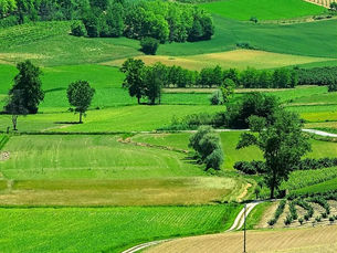 Alberi e boschi urbani: al netto delle polemiche, facciamo il punto per il Piemonte