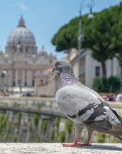 "Il cristiano non ha nemici, ma fratelli", le parole di pace di Leone XIV al mondo