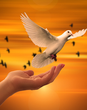 "Il movimento pacifista non è un lusso in tempo di pace"