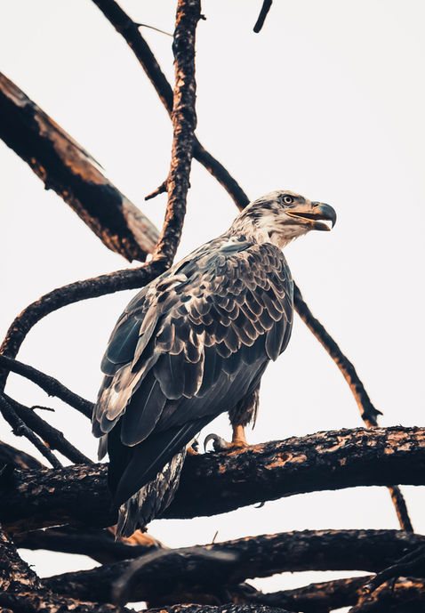 Cincinnati Ohio Photographer Nature Photo