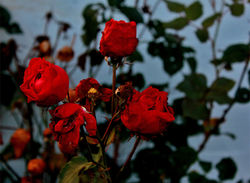 IMG_7180.jpg