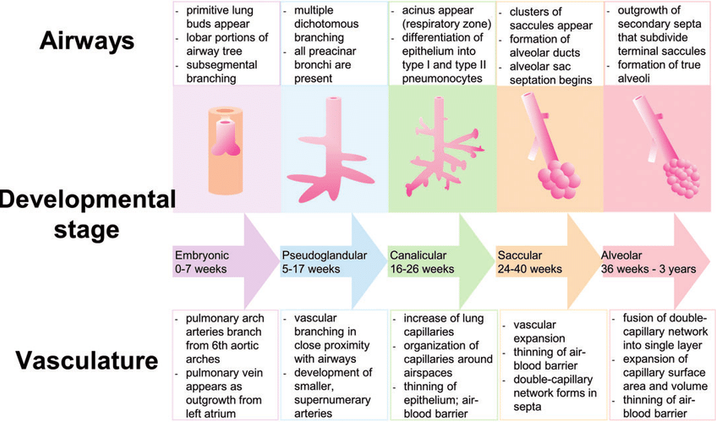 Diagram-illustrating-normal-lung-development-airway-structure-and-pulmonary-vasculature.png