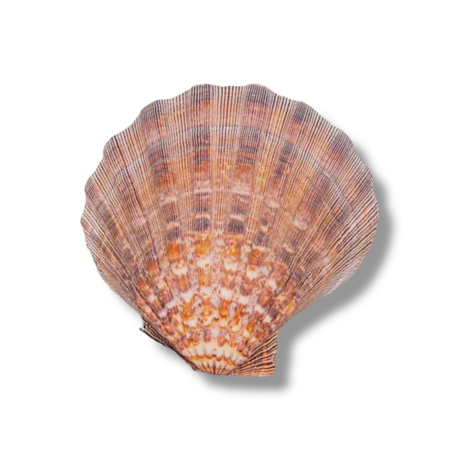 Lions Paw Shell Smudge Bowl