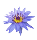 Blue Mountain River Lily Logo
