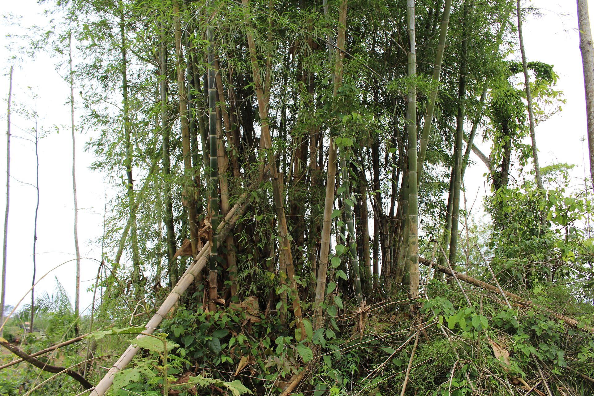 Bambu