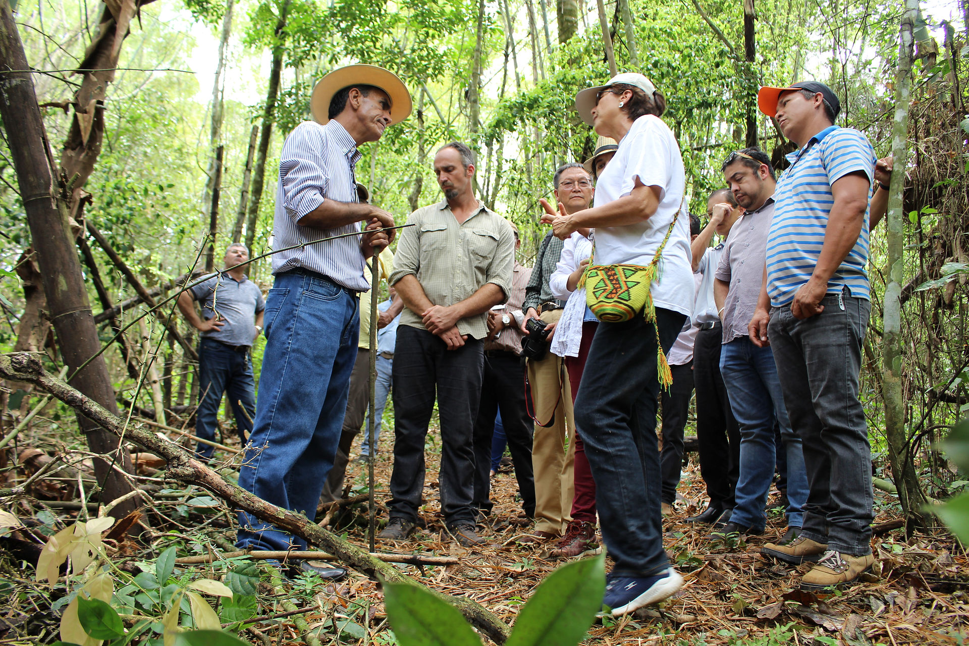 Informações Sobre o Bambu