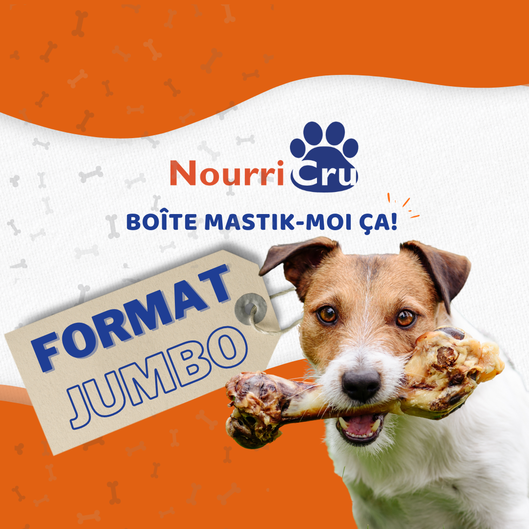 NourriCru - Mastik-moi ça ! Boîte de mastication "JUMBO" pour chien