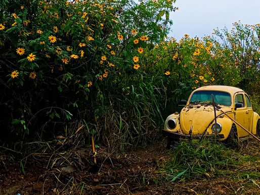 Um fusca amarelo abandonado às margaridas amarelas