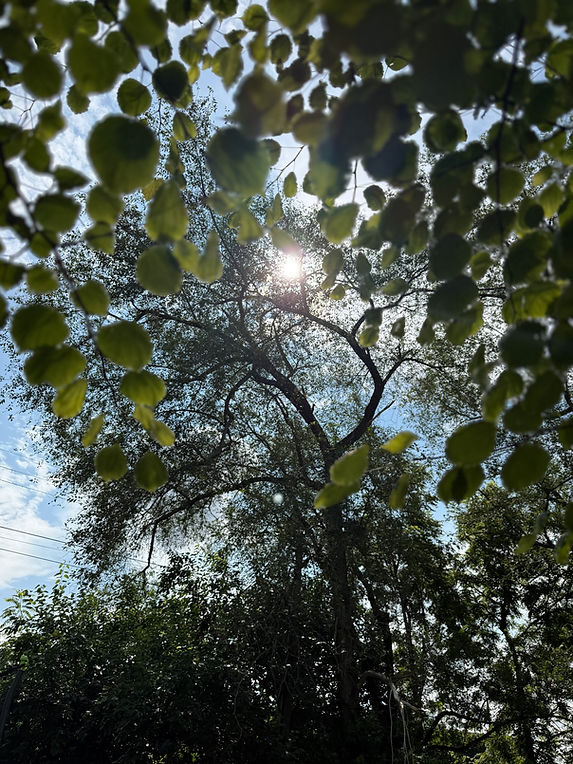 IMG_6805.jpeg