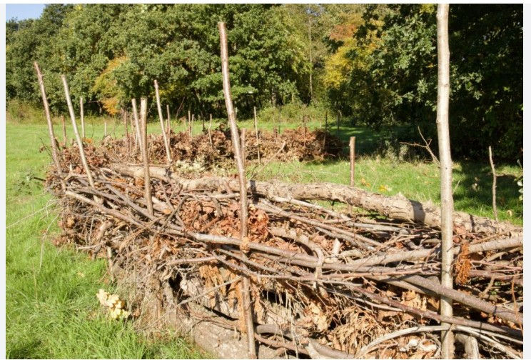 Help Build a Dead Hedge on the Lyman Dayton Trail!