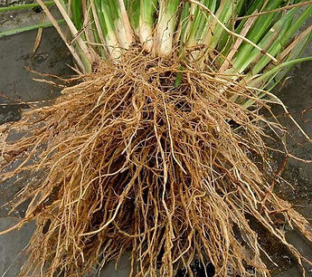 Vetiver_Absolute-600x536.jpg