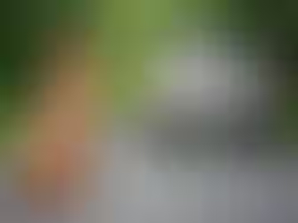 Usar veículo para abandonar animais poderá fazer você perder CNH