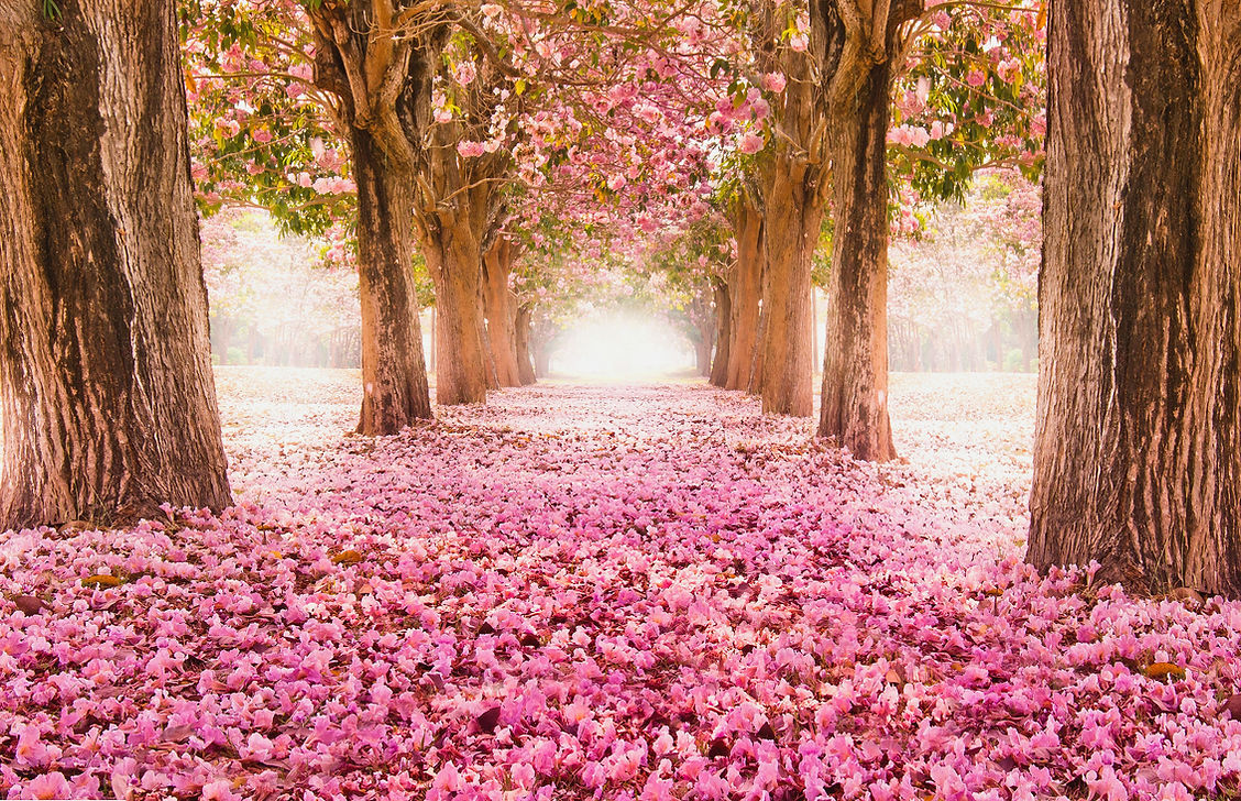 Viele Rosenblätter, die den Weg auf einer Allee zum Licht aufzeigen.