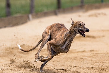greyhounds-5373255_1920.jpg