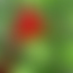 Cardinal Sighting (Day 183)