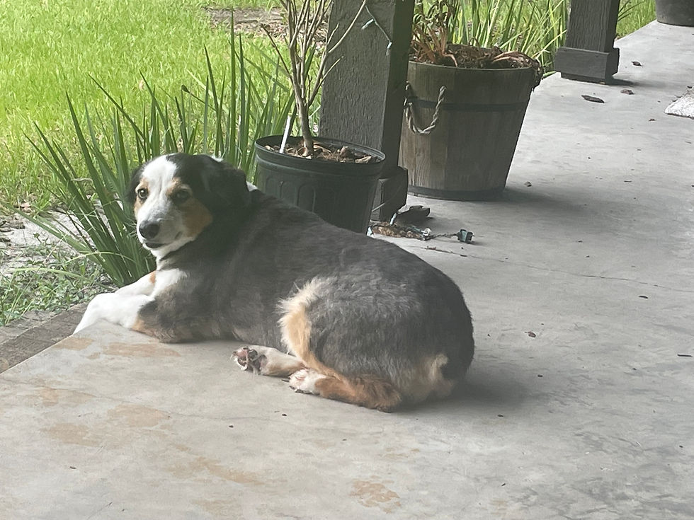 Australian Shepard on porch