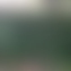 Jasmine on the Trellis (Day 132)