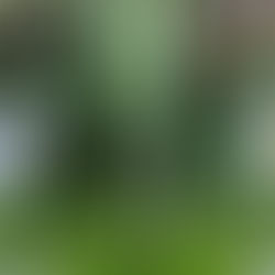 Front Porch Irises (Day 115)